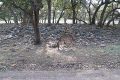 Сафари парк Natural Bridge Wildlife Ranch