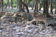 Сафари парк Natural Bridge Wildlife Ranch