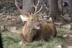 Сафари парк Natural Bridge Wildlife Ranch