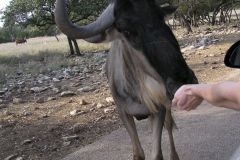 Сафари парк Natural Bridge Wildlife Ranch