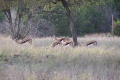 Сафари парк Natural Bridge Wildlife Ranch