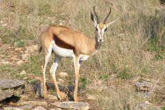 Сафари парк Natural Bridge Wildlife Ranch