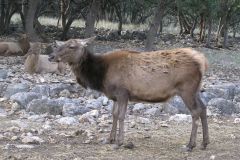 Сафари парк Natural Bridge Wildlife Ranch