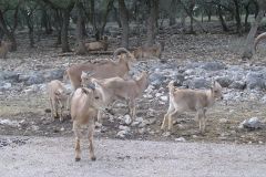 Сафари парк Natural Bridge Wildlife Ranch