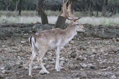 Сафари парк Natural Bridge Wildlife Ranch