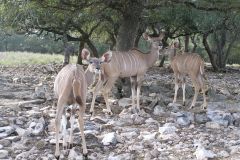 Сафари парк Natural Bridge Wildlife Ranch