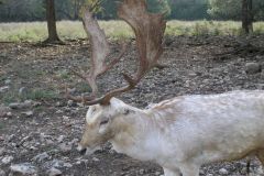 Сафари парк Natural Bridge Wildlife Ranch