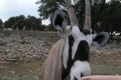 Сафари парк Natural Bridge Wildlife Ranch