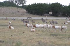 Сафари парк Natural Bridge Wildlife Ranch