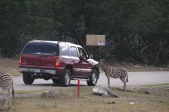 Сафари парк Natural Bridge Wildlife Ranch