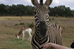 Сафари парк Natural Bridge Wildlife Ranch