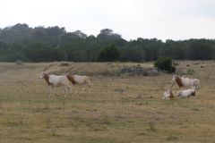 Сафари парк Natural Bridge Wildlife Ranch