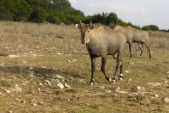 Сафари парк Natural Bridge Wildlife Ranch