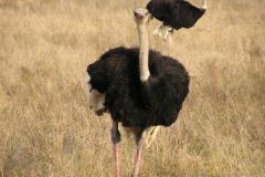 Сафари парк Natural Bridge Wildlife Ranch