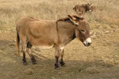 Сафари парк Natural Bridge Wildlife Ranch