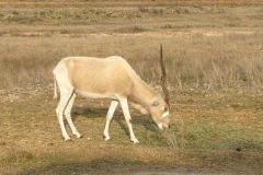 Сафари парк Natural Bridge Wildlife Ranch